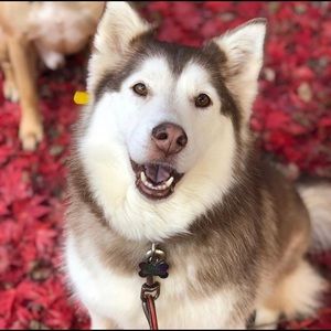 Meet your Posher, Lexii